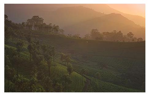 Kerala Coffee Plantation - Monsooned Malabar