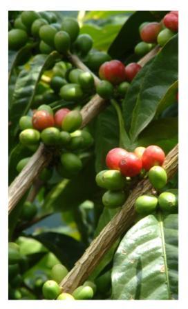 Jamaica Blue Mountain Coffee Beans