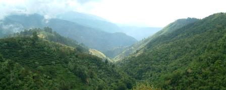 Jamaica Blue Mountain Coffee Plantation Jamaica Blue Mountain Coffee Plantation