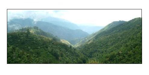 Jamaica Blue Mountain Coffee Region