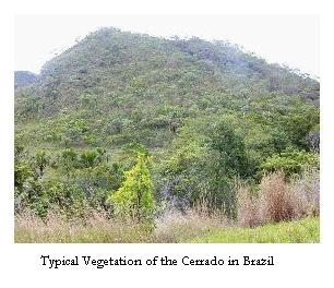 Typical Vegetation of Cerrado