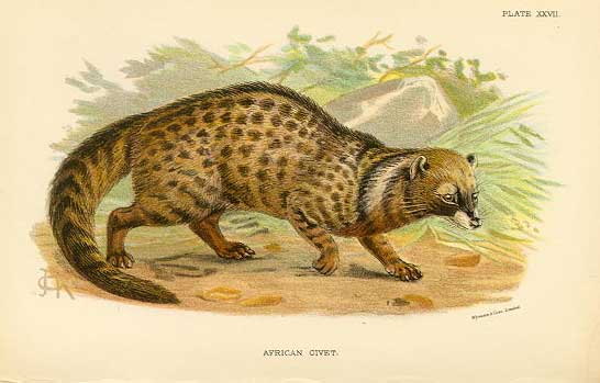 African Civet - Kopi Luwak