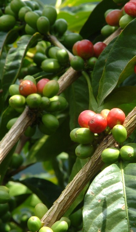 Coffee Beans