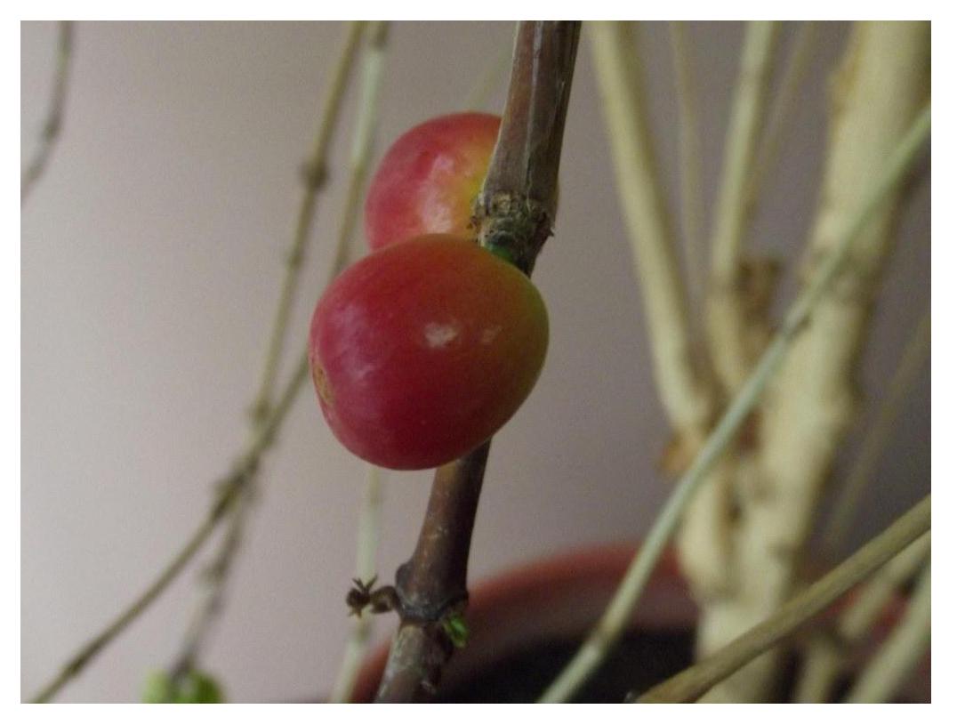 Coffee Cherries at J. Martinez & Company