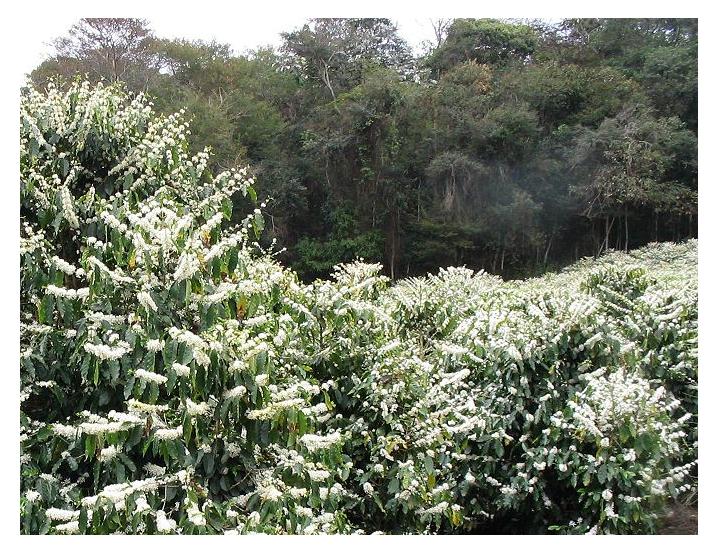 Coffee Flowers Brazil