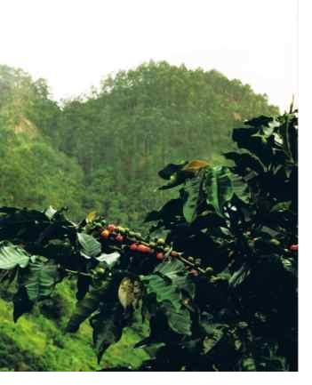 Coffee Tree, Newcastle, Jamaica Blue Mountains