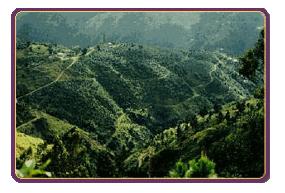 Resource Farm - Jamaica Blue Mountains