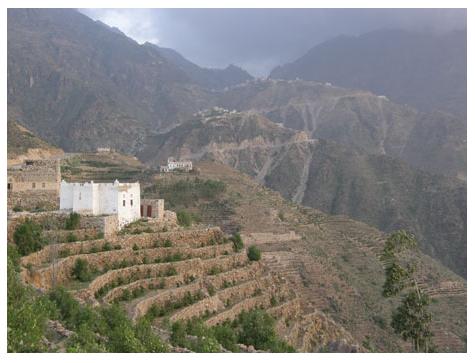 Yemen Coffee Terraces