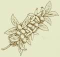 sprig of coffee beans