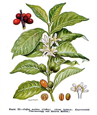 Botanical Drawing of Coffee Branch and Seeds