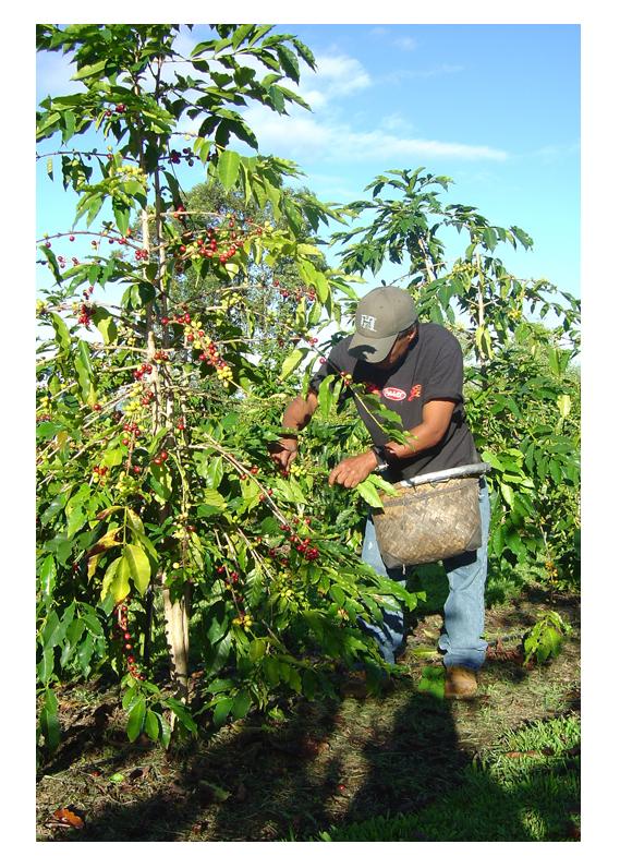 harvesting coffee