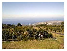 Coffee Plantation in the Kona District of Hawaii