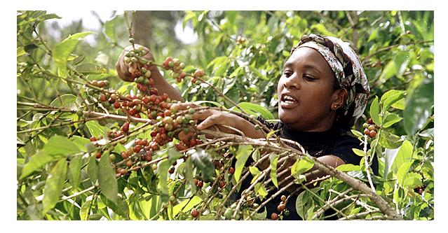 picking coffee in Kenya