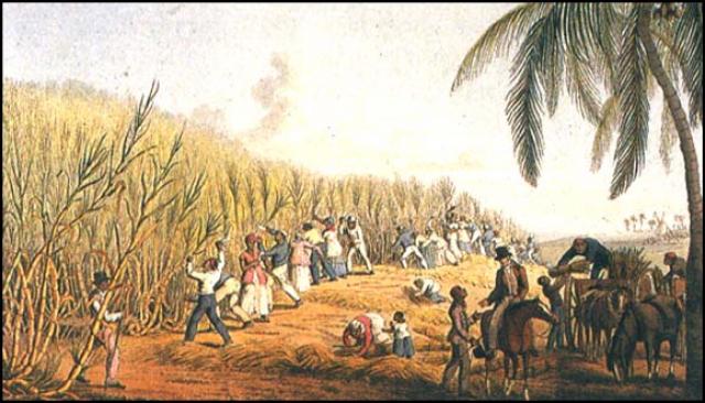 Sugar Plantation