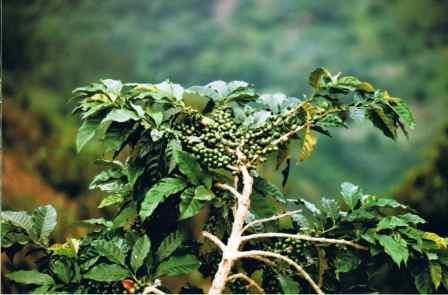 Cultivation of Jamaica Blue Mountain Coffee