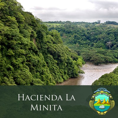 Costa Rican Tarrazu Coffee: "Hacienda La Minita"