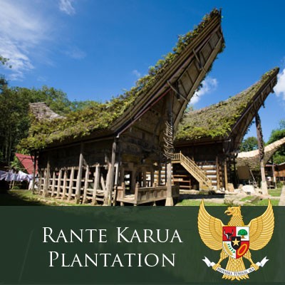 Celebes Kalossi Toraja Coffee "Rante Karua Plantation"