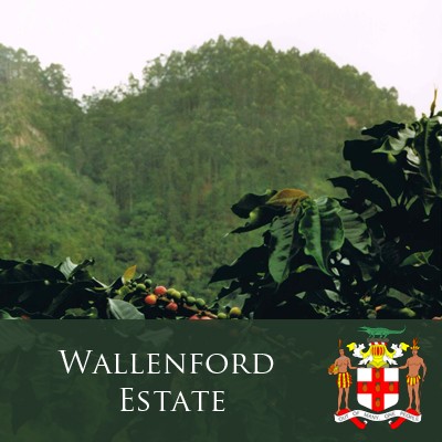 Jamaica Blue Mountain "Wallenford Estate"