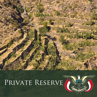 Yemen Mocha Mattari "Private Reserve"