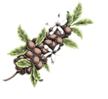 Sprig of a coffee plant with flowers and cherries
